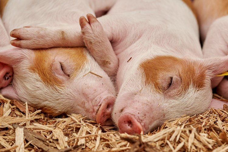 Health programmes for Suckling piglets