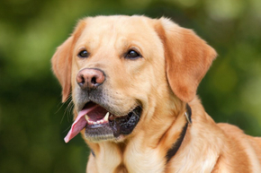 The identification of a dog's health